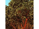 The arbutus tree has large glossy leaves, creamy-coloured flowers and red berries.